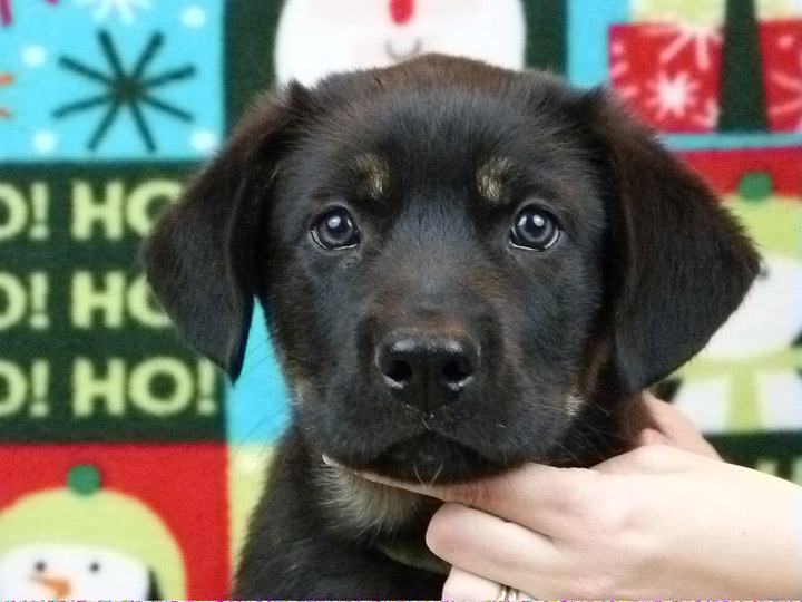 chinook puppy